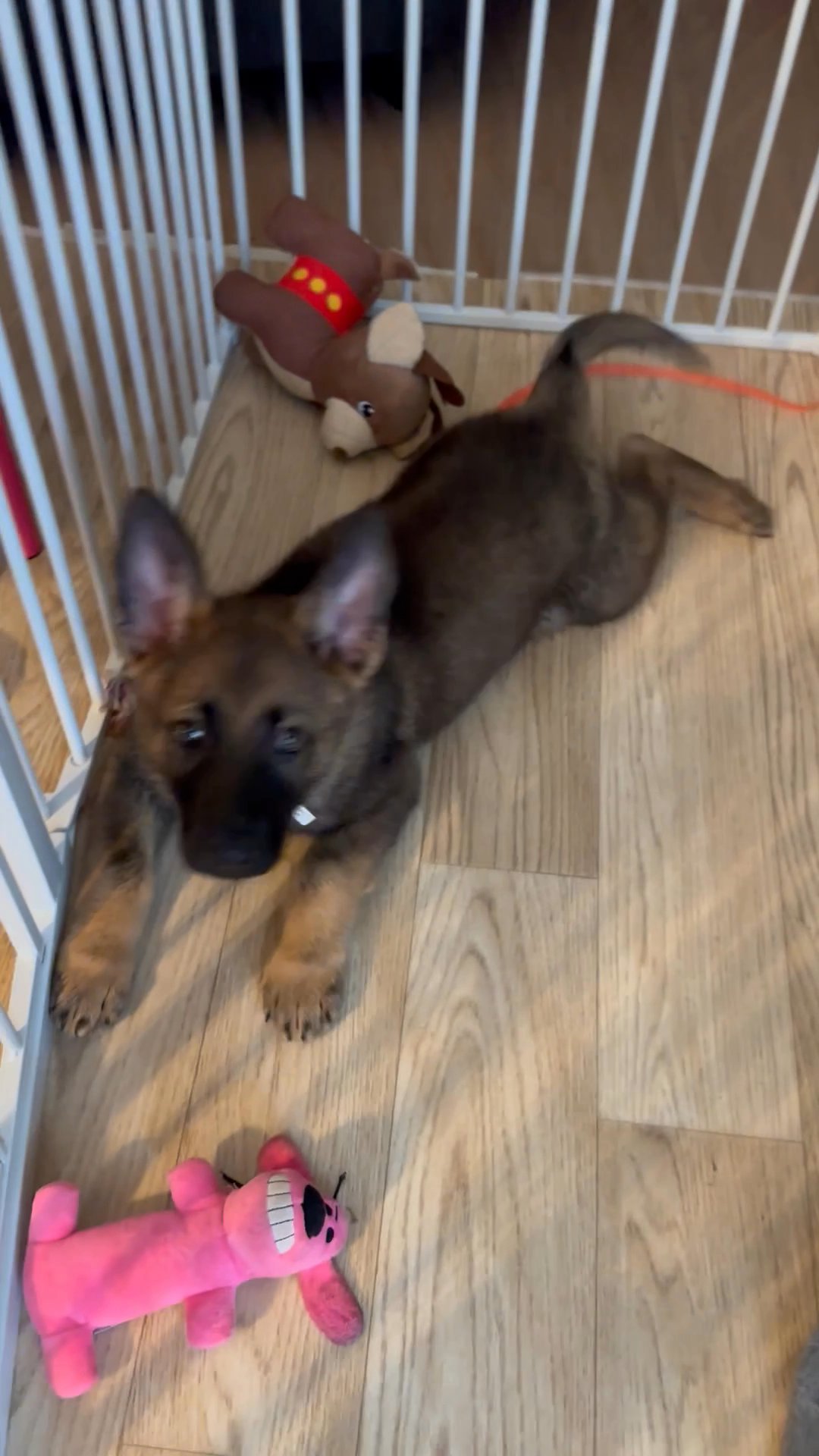 Male German Shephered puppy