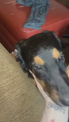 german shepherd/doberman