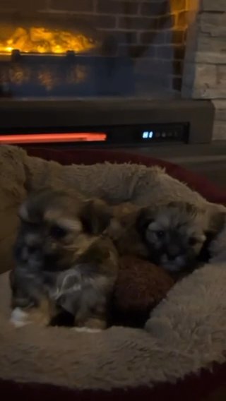 shiitzu mix yorkie puppies!!