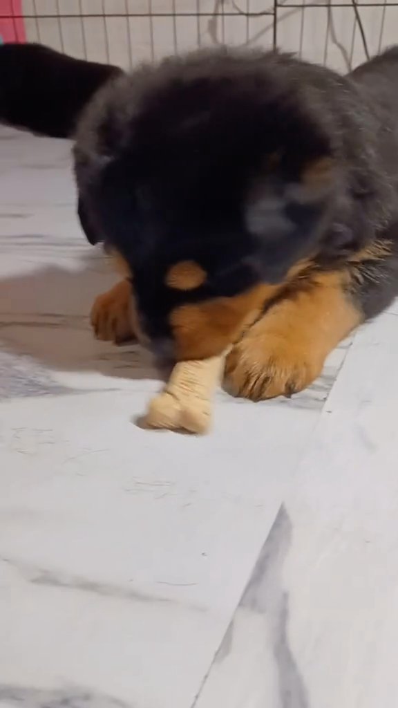 milk bone time