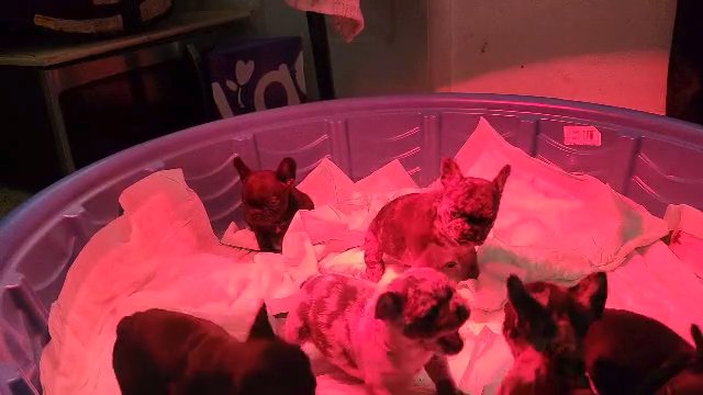 french Bulldog AKC Registered