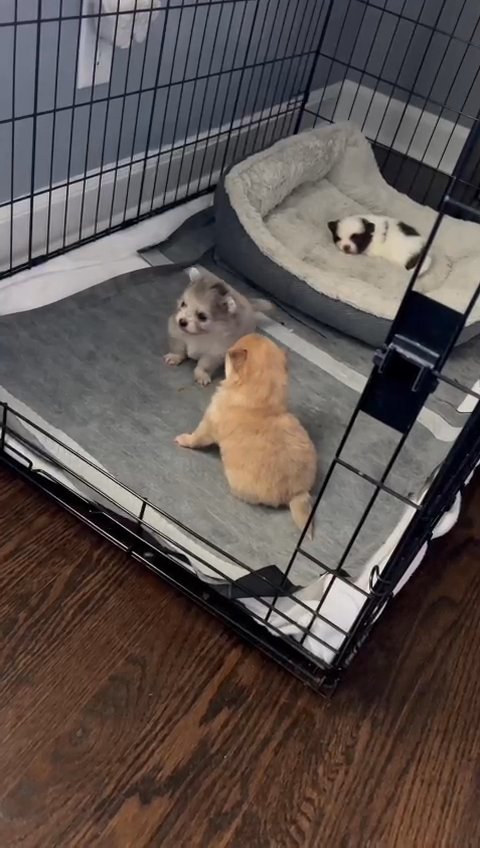 Pomeranian puppy’s