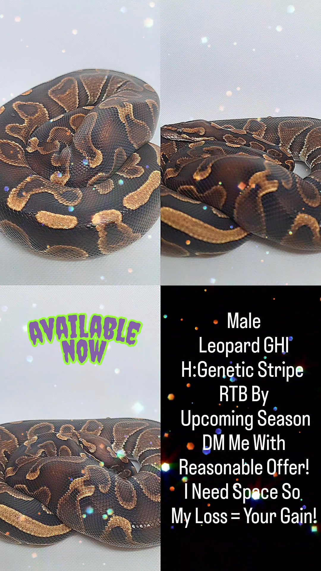 leopard ghi het genetic stripe