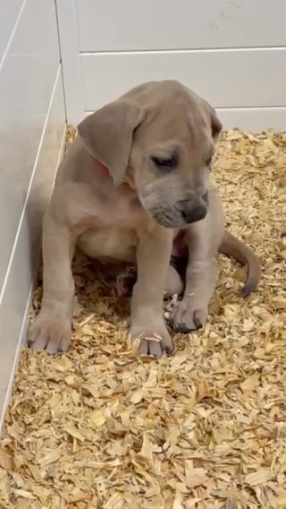 Heavy Euro Blue Fawn Female