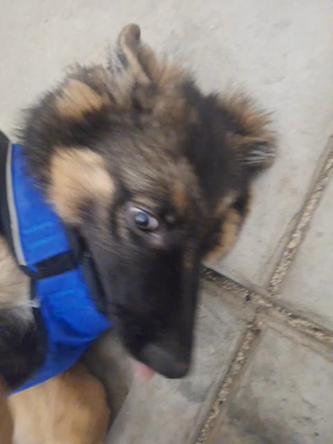 rocky