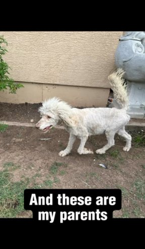 Standerd Poodle(Edgar)