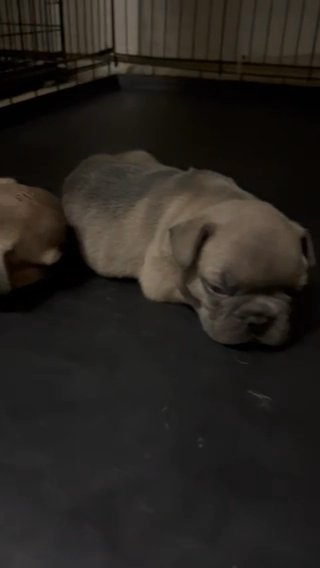 Frenchies 4 Less SOLD