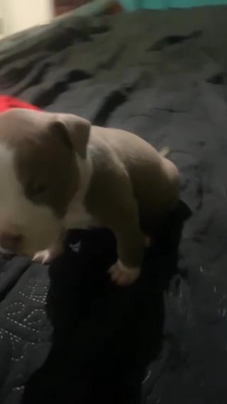 Meet Tater in Bolingbrook, Illinois