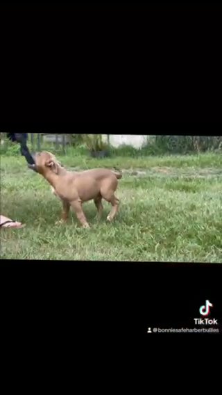 16 Week Old Fully Vaccinated