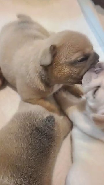 Frenchie pups ready for Christmas!
