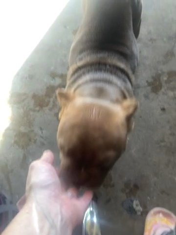Yoda