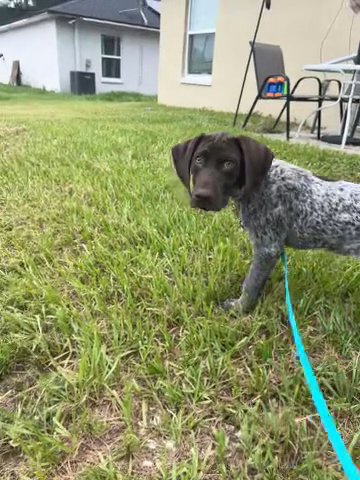 Rehoming Our German Shorthaired Pointer