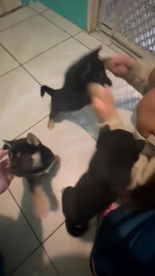 Playful Shiba Babies