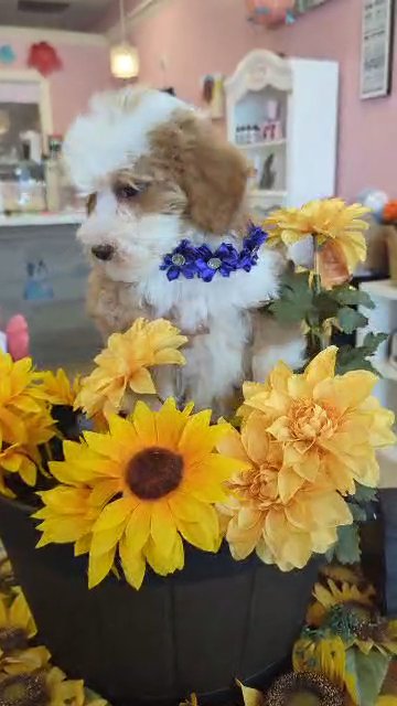 SOLD Red and White F1B Mini Bernedoodle GIRL  (Buttercup)