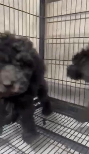 Poodles
