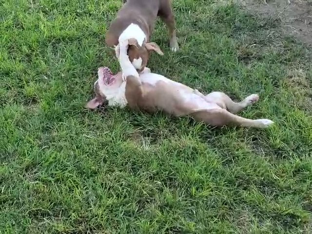 2 male chocolate tri american bully pups.