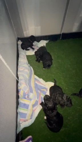 Little Puppies