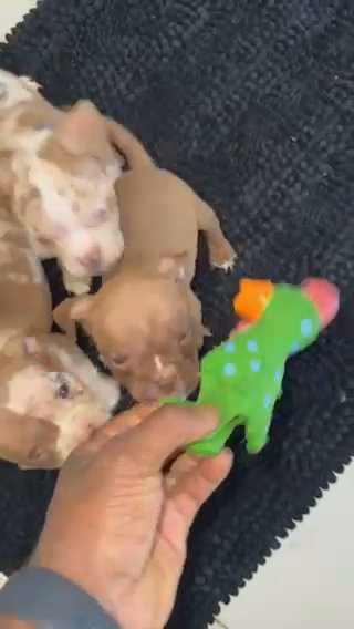 Pockey bully Pups