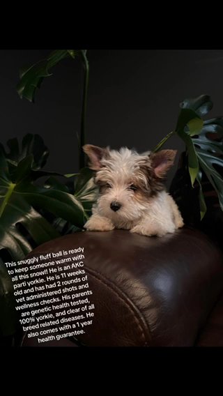 SOLD—Male AKC Parti Yorkie