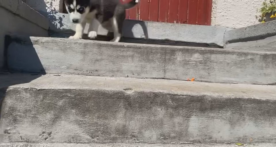 Siberian husky looking for home