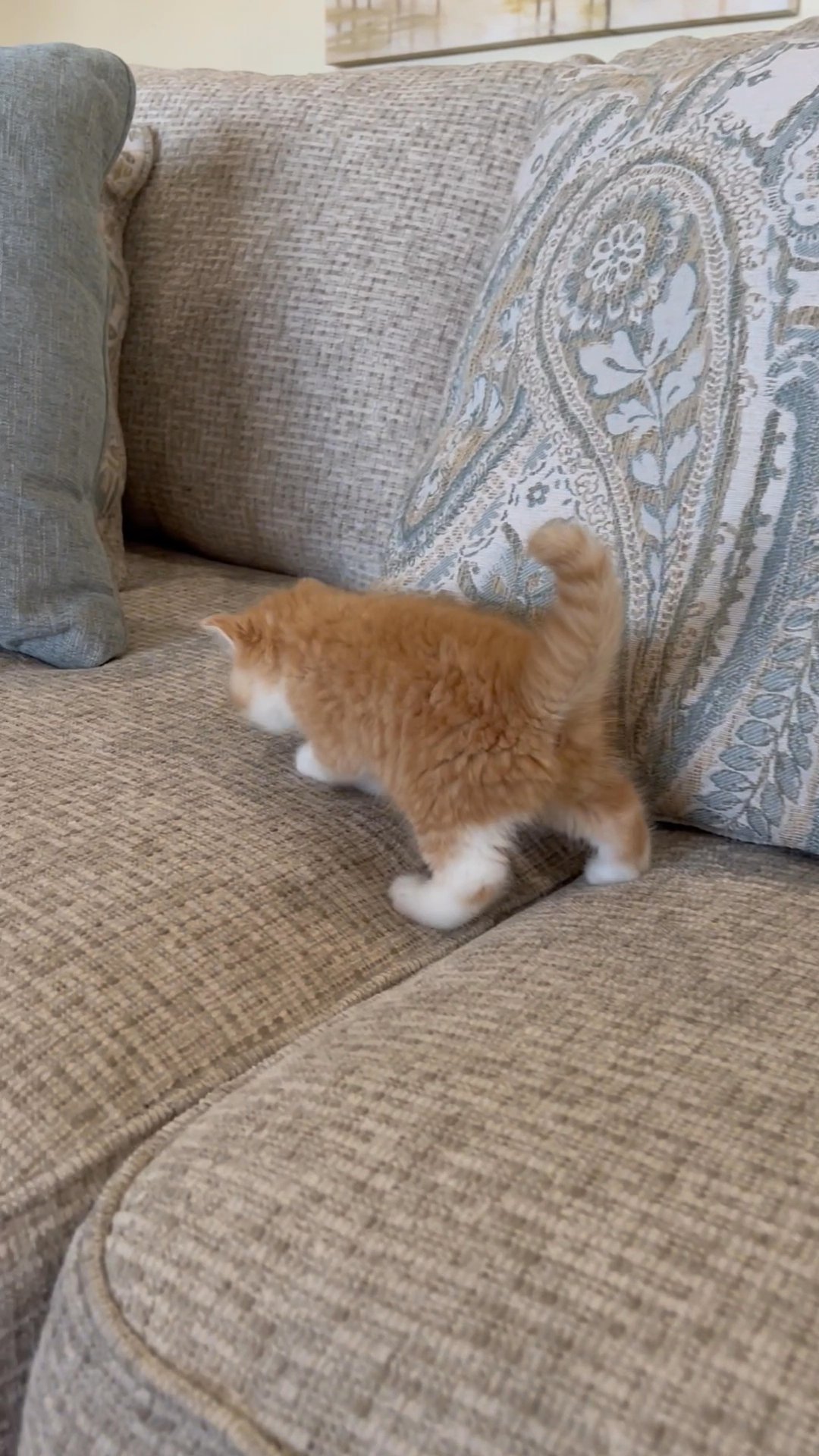 Rusty sweet male
