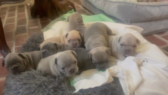 SouthernMade Frenchies