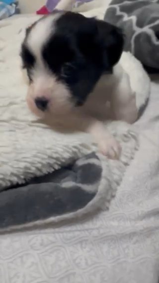 Puppies For Sale