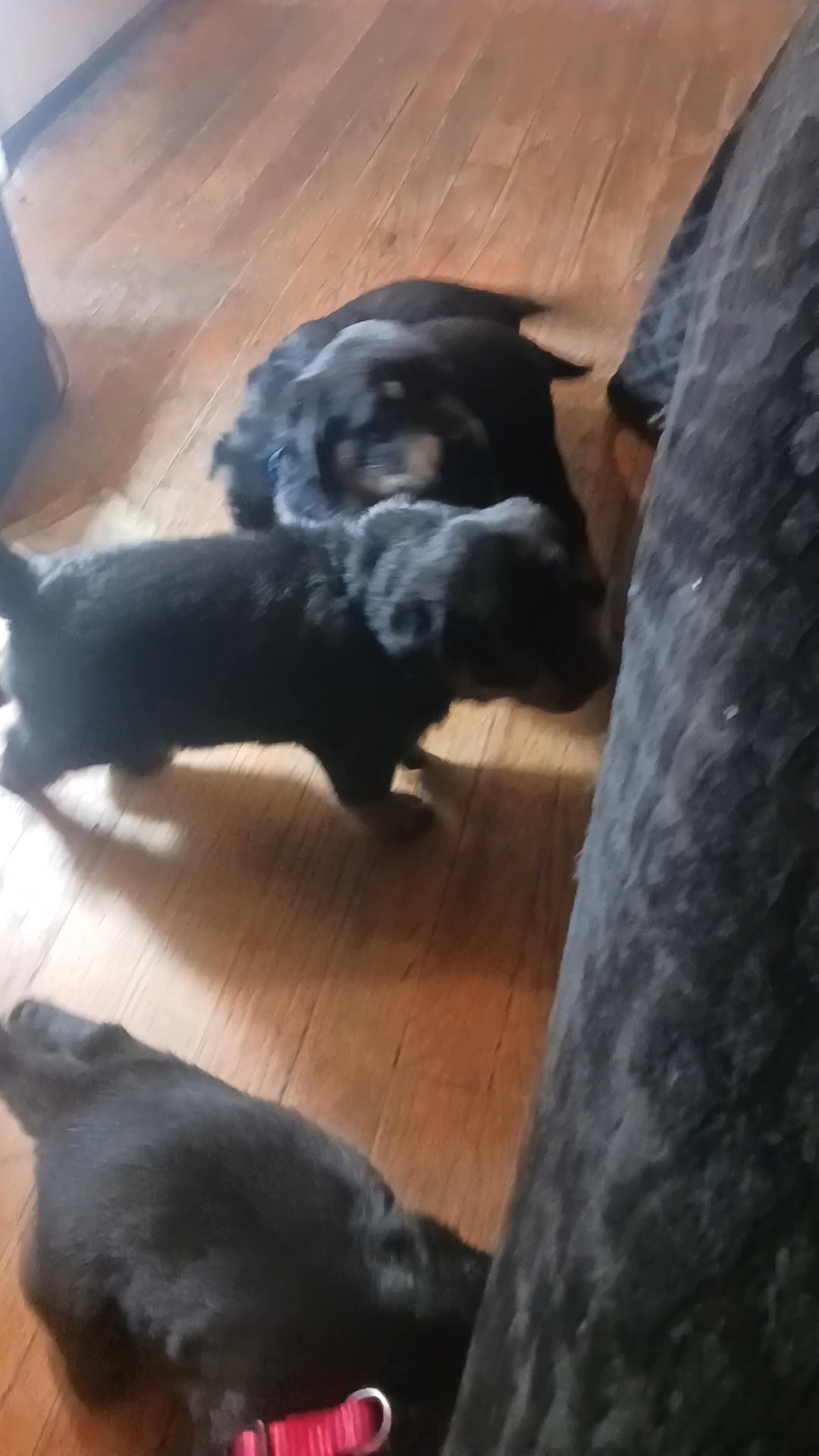 Rottweiler puppies for sale