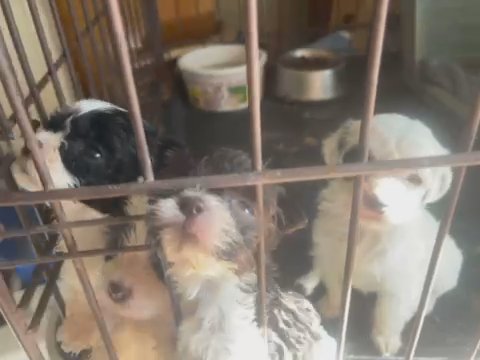 Dogs