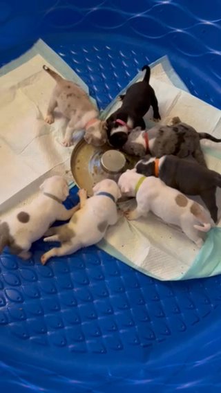 Pocket Bullies