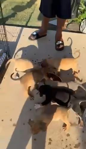 American Bully Pups Eating