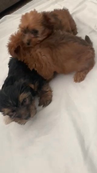 Yorkshire Terrier