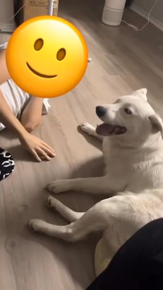 Free Dog!!