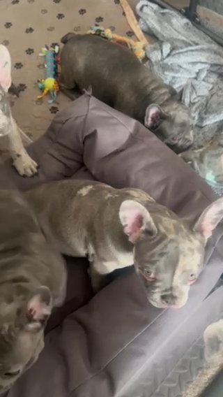 French Bulldogs Lilac Merle