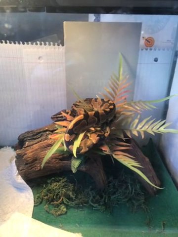 Male Ball Python Possibly Year Old Very Squeamish Near People