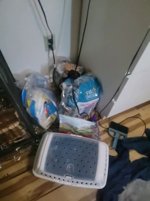 chinchilla + cage for sale