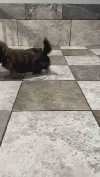 Shorkie Puppies!!!