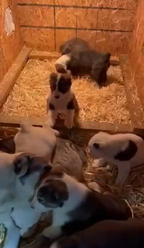 Central Asian Shepherds (2 Month Old)