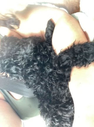 Mini Poodle