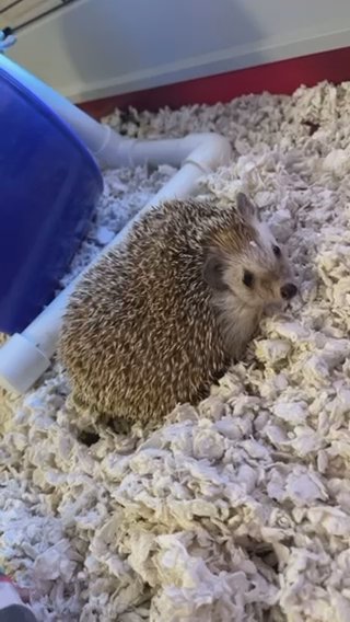 African Pygmy Hedgehog