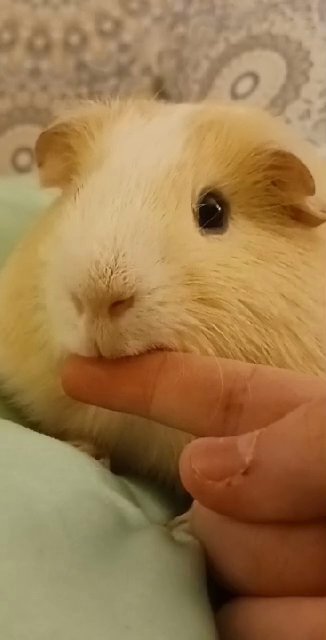 Tatortot the Guinea pig