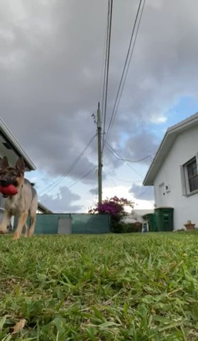 German shepherd