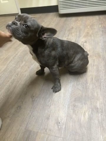 Male Frenchie