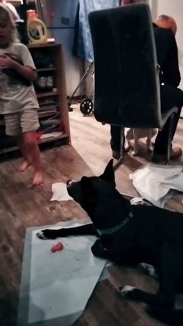 rehome a good dog. charging money to make sure gets a good home