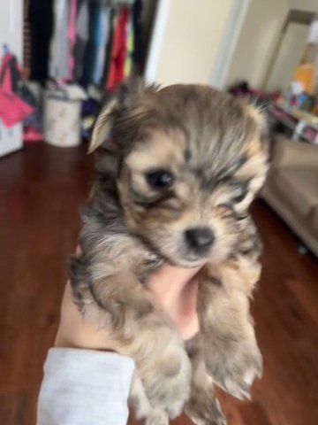 Maltipoo