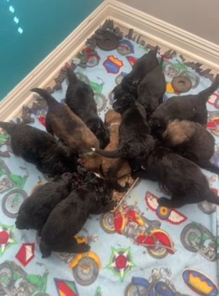 Bernedoodle Puppies
