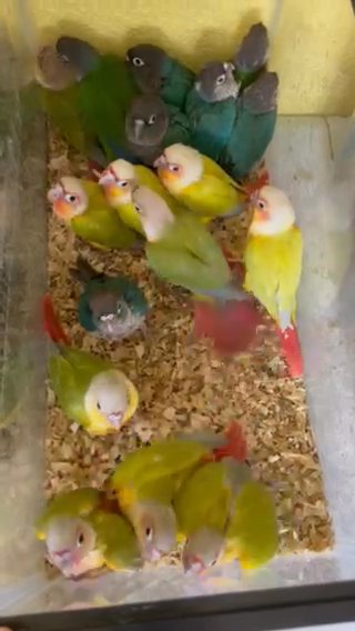 Babys Green Cheek