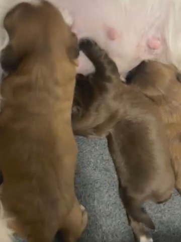 Shih Tzu Puppies
