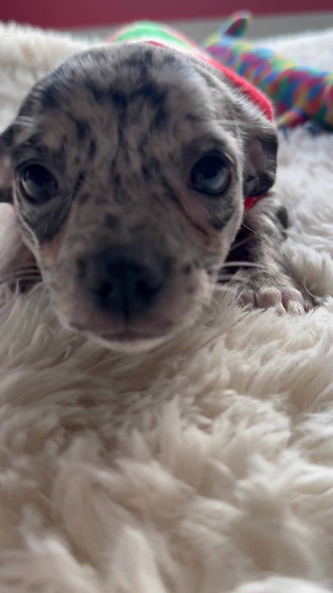 Lilac Chihuahua puppies