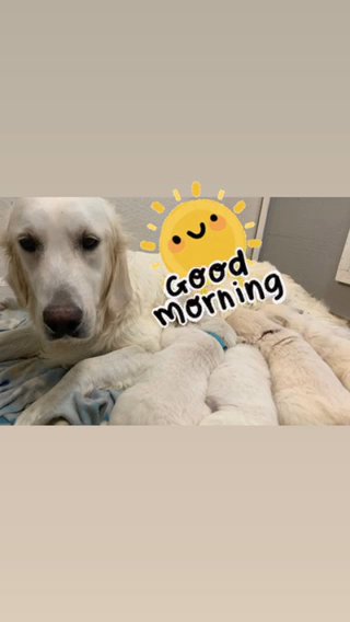 English cream retriever puppies